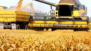 Un an complicat pentru agricultură? Producţia de grâu din România ar putea scădea cu 40%