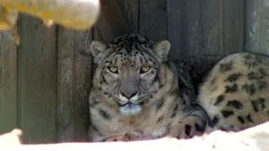 Un leopard de zăpadă, un struţ emu şi doi lupi arctici, între animalele care au ajuns la Zoo Oradea