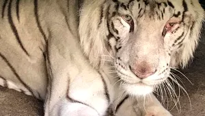 Leii albi, tigrul, o cămilă siberiană şi o lamă de la Circul Globus, duşi la Zoo Bucov | FOTO