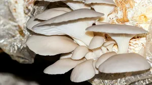 Bruxelles inaugurează cea mai mare fabrică de ambalaje ecologice din ciuperci din Europa