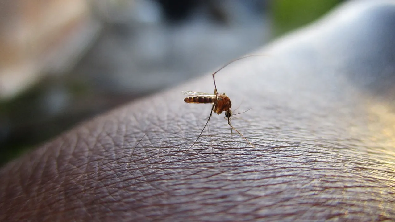 Ministerul Afacerilor Externe, alertă pentru Grecia: Există riscul contractării virusului West Nile