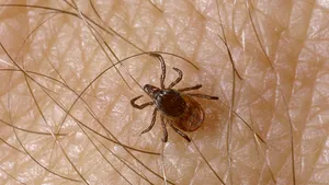Arad: 35 de persoane, între care 15 copii, la spital în ultimele trei zile din cauza căpuşelor