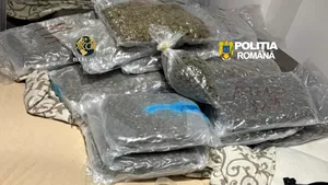 Zeci de kilograme de canabis, descoperite într-o locuință din Cluj-Napoca