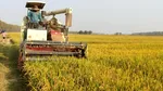 Fermierii din Olanda renunță la vaci și cultivă orez. Motivul surprinzător din spatele schimbării