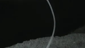 Cercetătorii au descoperit celule bacteriene atât de mari, încât sunt vizibile cu uşurinţă cu ochiul liber