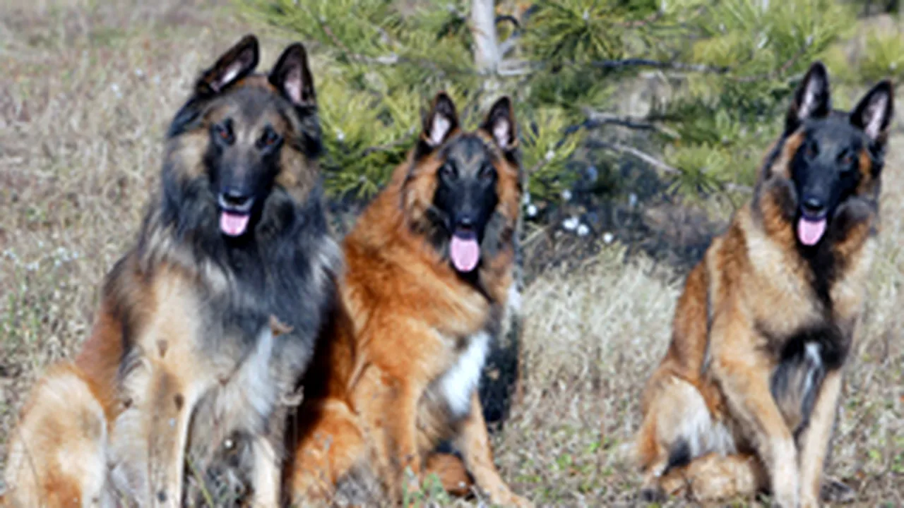 Romanian Senate Enacts Animal Protection Law