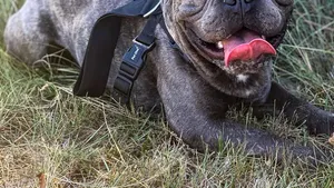 FOTO Daddy Diaz ar putea deveni cel mai mare bulldog francez din lume. Arată ca un „hipopotam mic” şi cântăreşte peste 20kg