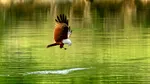 Războiul complică eforturile de protejare a faunei sălbatice din Iran. 86 de specii de animale, pe cale de dispariție