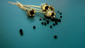 „Aurul negru”, condimentul milenar care îmbunătățește nivelul colesterolului și combate obezitatea