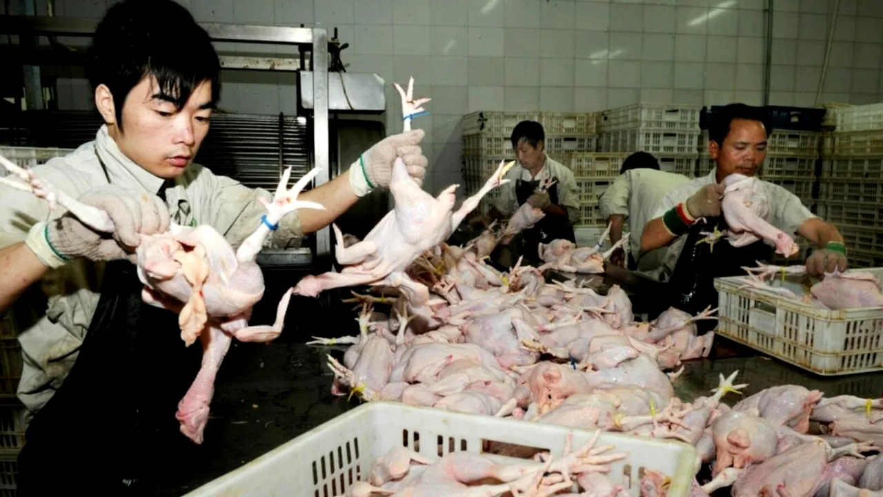 Europa, asaltată de carnea de pui ieftină din China. Bruxelles-ul urmărește importurile