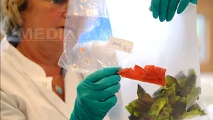 Cinci persoane, contaminate cu bacteria E.coli în Olanda