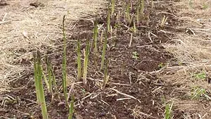 Români ţinuţi în sclavie la ferme din Cehia