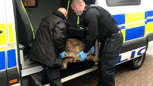 FOTO O broască ţestoasă uriaşă, luată cu duba. A fost nevoie de 3 poliţişti pentru a fi cărată până la maşină 