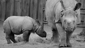 Un pui dintr-o specie aflată pe cale de dispariție s-a născut în captivitate. Este prima naștere după 18 ani