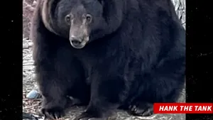 Hank the Tank, ursul care a spart peste 20 de case într-un orăşel din California, a fost capturat şi va fi relocat