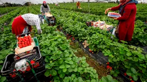 Germania are nevoie de imigranţi. Apelul făcut de ministrul german al Economiei