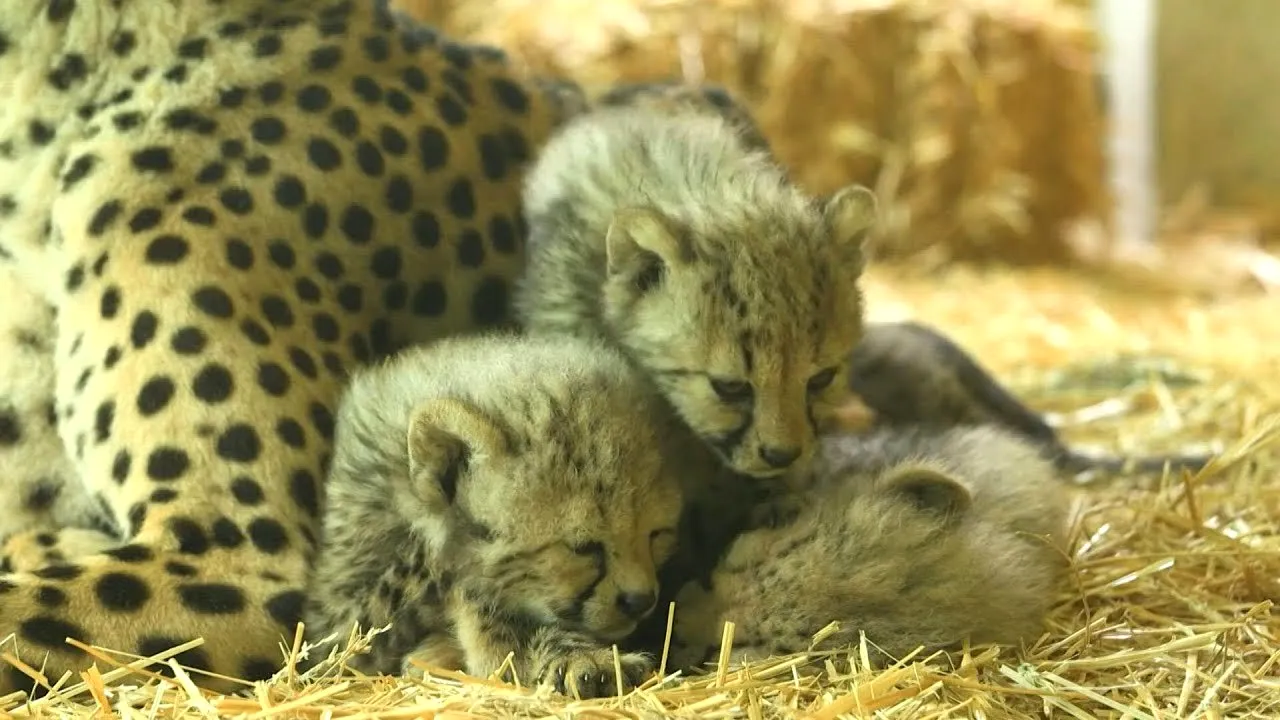 Patru pui de ghepard s-au născut la Grădina Zoologică din Viena. Animalul, pe cale de dispariţie