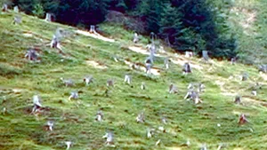 Guvernul va retroceda pădurile din patrimoniul bisericesc confiscat în perioada comunistă