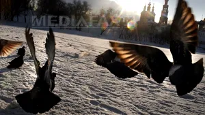 Cum se va forma spiritul ecologic al moscoviţilor: Primăria a creat o bancă online cu ciripituri de păsărele