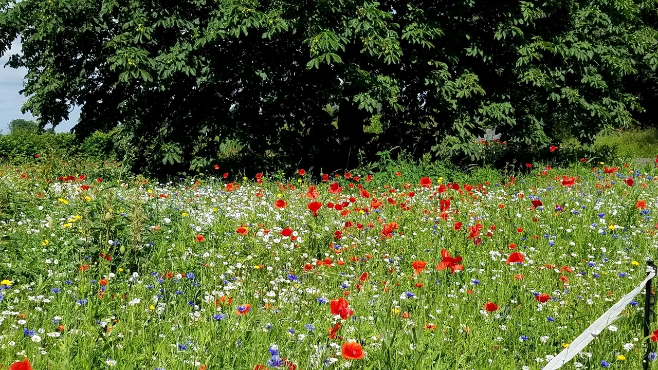 Un sat mic din Anglia foloseşte florile pentru a reduce excesul de viteză al şoferilor