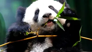Lăsat nesupravegheat, un urs panda pe cale de dispariţie a oferit un adevărat spectacol - VIDEO
