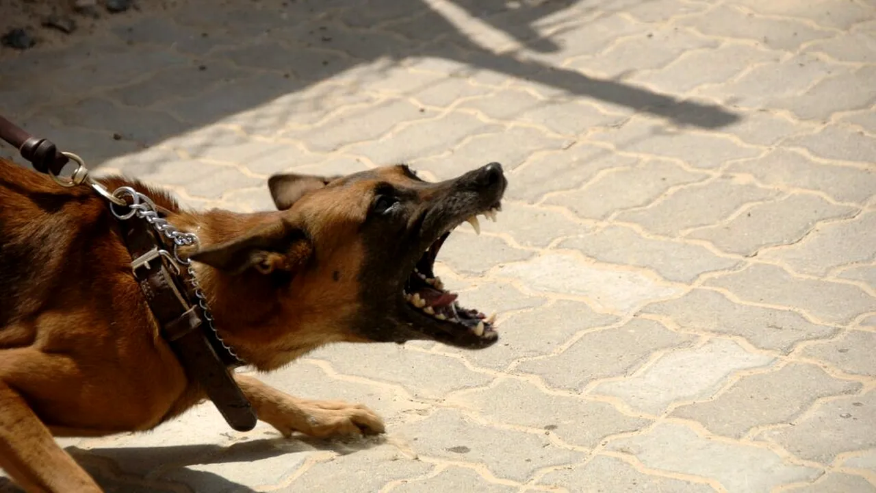 Primul caz de deces provocat de rabie în România după 13 ani. Bărbat din Iași, ucis de un câine fără stăpân