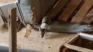 Noii salvatori ai oamenilor prinşi sub dărâmături: şobolanii VIDEO