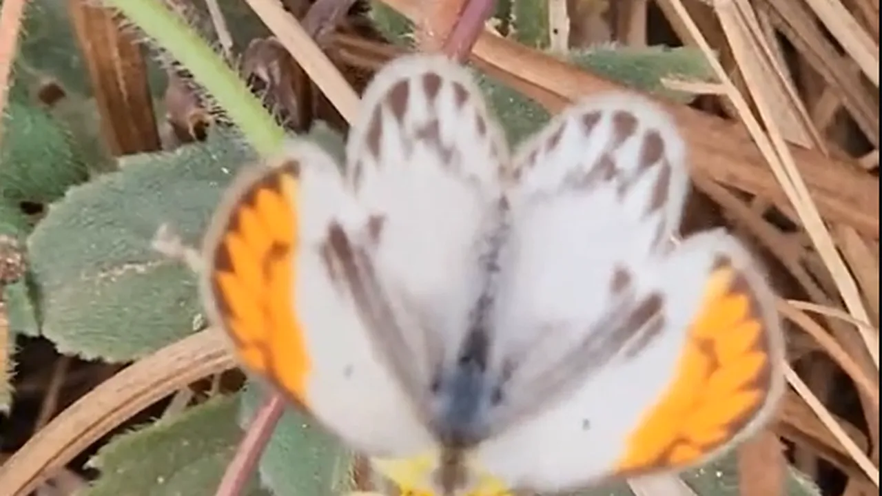 O specie de fluture apărută în Europa alarmează experții climatici