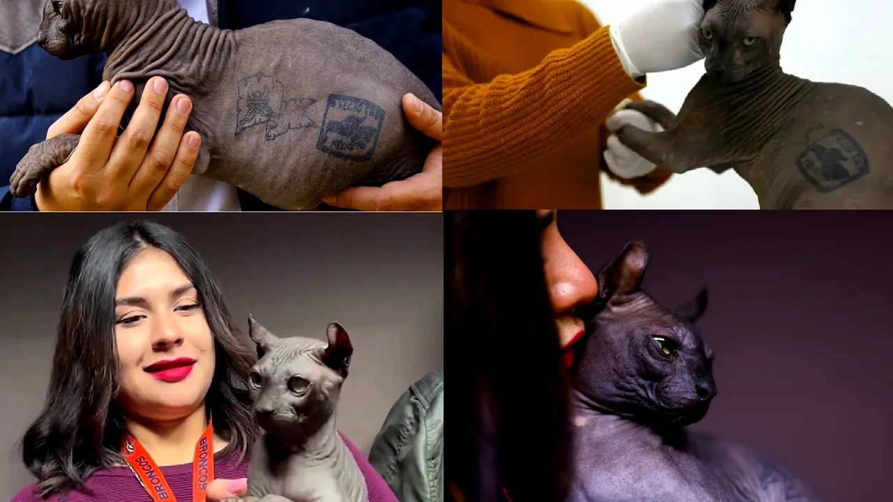 O pisică Sfinx tatuată de deţinuţii mexicani a fost salvată şi are nevoie de un nou cămin