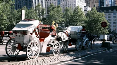 EXTERNE Trăsurile cu cai vor fi interzise într-o metropolă americană. De ce a fost luată decizia