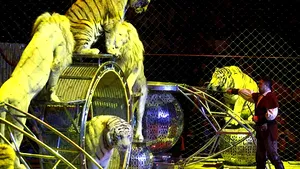 Dresura de animale ar putea fi exclusă din activitatea Circului Globus 