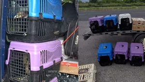 Un bulgar a vrut să intre în România cu 47 de păsări exotice în microbuz