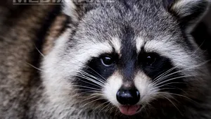 Raton descoperit pe balconul unei firme din Constanţa