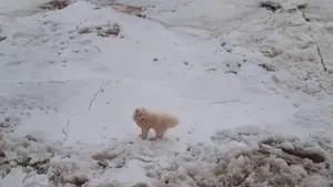 VIDEO Un căţel din Rusia a rămas blocat pe gheaţă 7 zile. Cine l-a salvat