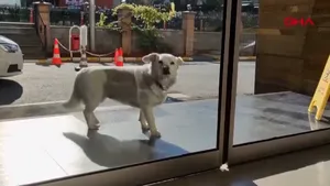 VIDEO Un câine şi-a aşteptat stăpânul în faţa unui spital din Turcia timp de aproape o săptămână