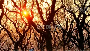 Idei de afaceri: un cuplu a plantat peste 7000 de migdali în Dobrogea. Anul acesta pomii vor aduce profit pentru prima dată 