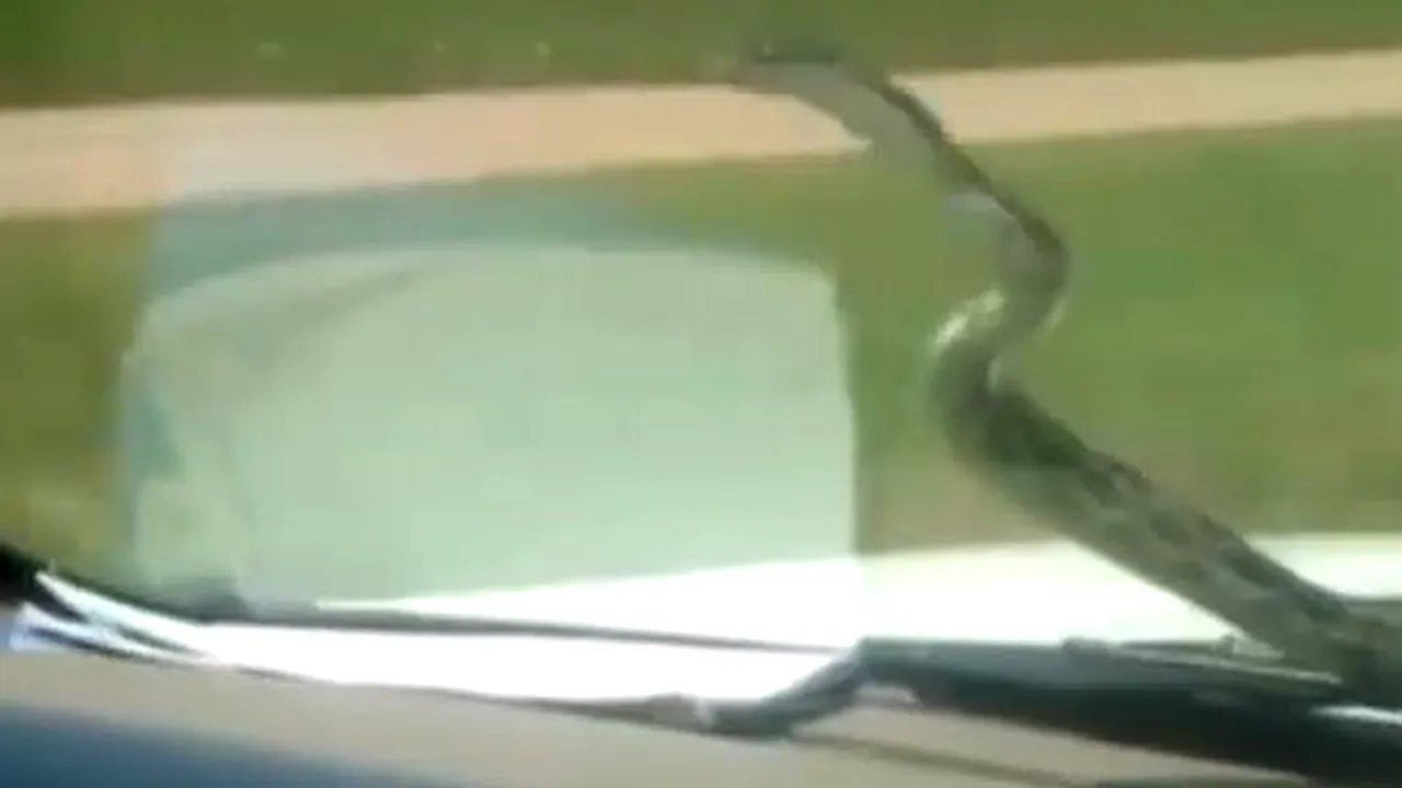Cu şarpele pe parbriz. Cum au mers doi tineri cu o reptilă prinsă în ştergătoarele maşinii - VIDEO