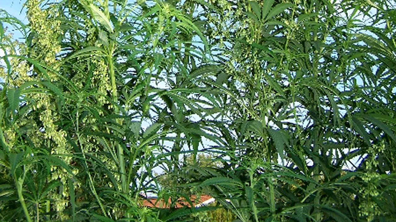 Mama scriitorului Muşina, cercetată penal după ce a cultivat cânepă pentru lujerii de fasole