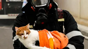 Incendiu la mansarda unui bloc din Popeşti-Leordeni. Locatarii au fost evacuaţi iar o pisică a fost salvată FOTO VIDEO