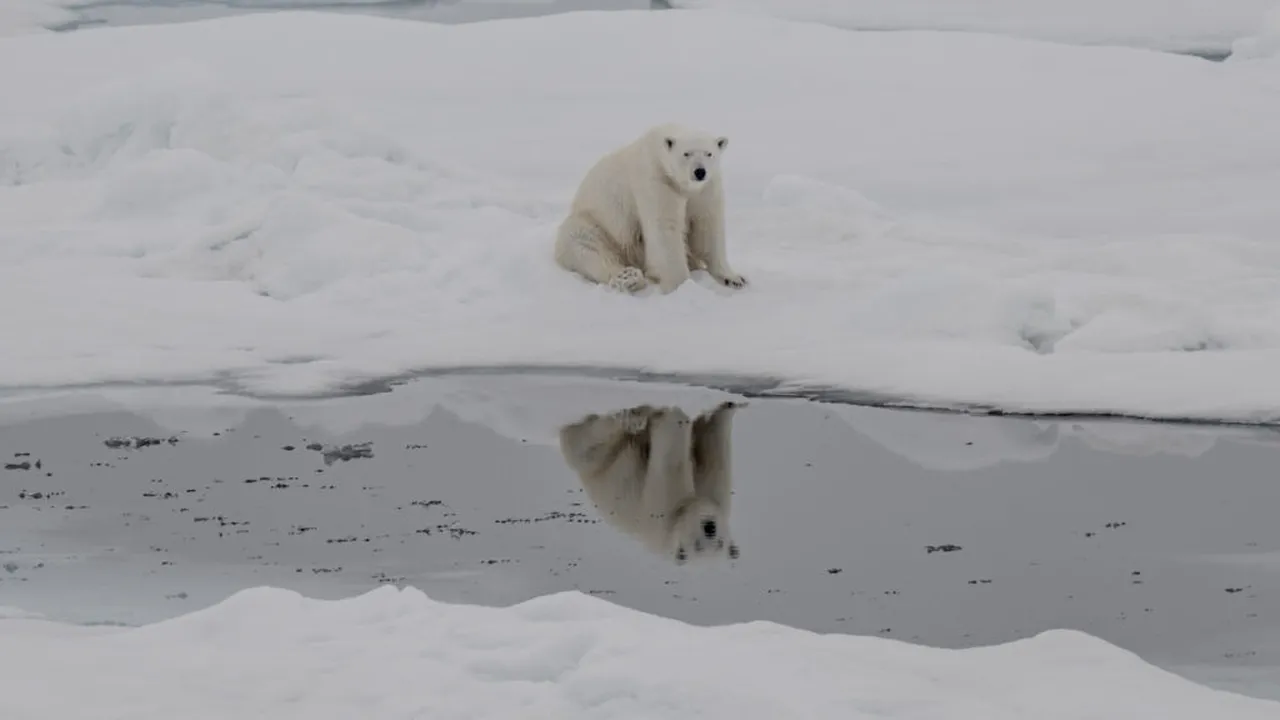 Urșii polari rezistă schimbărilor climatice mai bine decât se așteptau cercetătorii