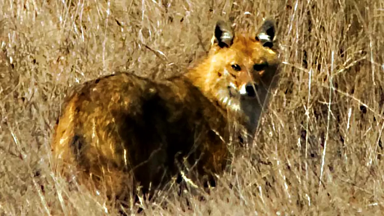 Un animal nemaintâlnit şi-a făcut apariţia în pădurile din Iaşi. Specialist: este prima înregistrare a lui în judeţ