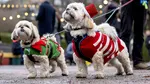 Trucurile de pe TikTok ar putea pune în pericol viața animalului tău de companie. Avertismentul unei organizații caritabile
