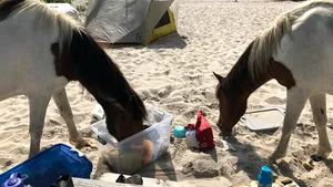 Insula unde caii sălbatici fură mâncare de la turişti