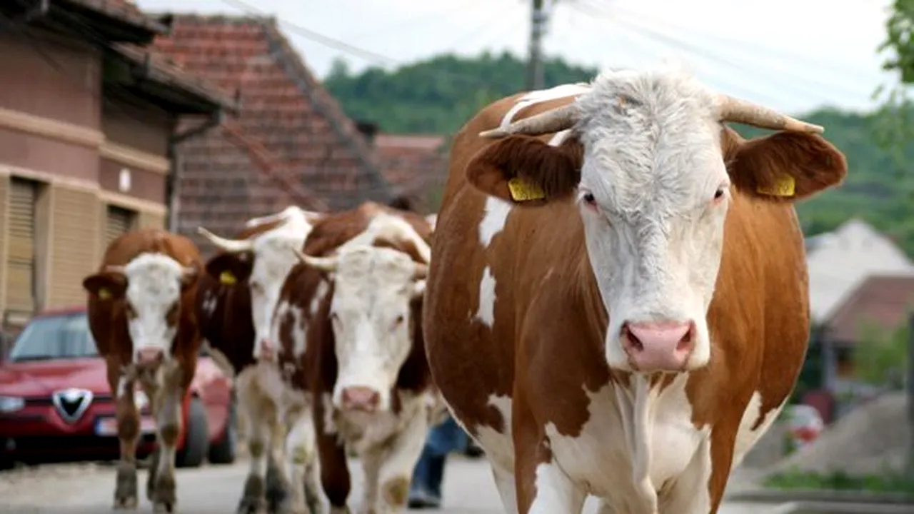 Statul va plăti crescătorilor de bovine un ajutor financiar de 410 lei/cap de animal