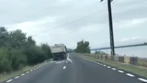 Mehedinți: Criminal investigation launched after driver hits swan and flees the scene