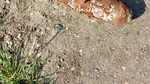 Bombă găsită pe un șantier din apropierea Stadionului UTA
