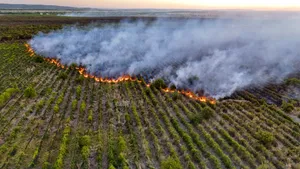 Un incendiu a distrus o livadă de 80 de hectare și o vie de 15 hectare din Teleorman