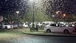 Invazie de lăcuste în Ucraina: milioane de insecte au distrus deja suprafețe întinse de culturi