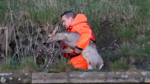 Pompierii olandezi au salvat o căprioară din canalul Drenthe
