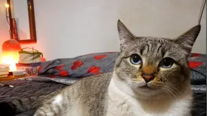 La doi ani după adopţie, o familie renunţă la o pisică, numită Jackson Avery, pentru că „muşcă”